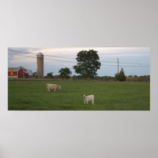 Kuh mit Kalb-Zuchtplakat Poster (Vorne)