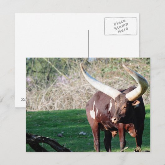 Kuh mit langem Horn 8 Postkarte (Vorne/Hinten)
