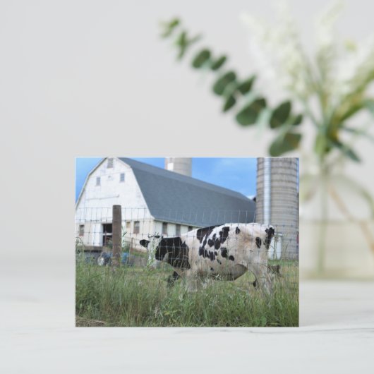 Kuh mit Stall Postkarte (Stehend Vorderseite)
