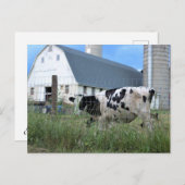 Kuh mit Stall Postkarte (Vorne/Hinten)