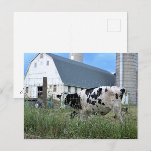 Kuh mit Stall Postkarte (Vorne/Hinten)