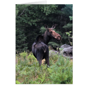 Kuh Moose