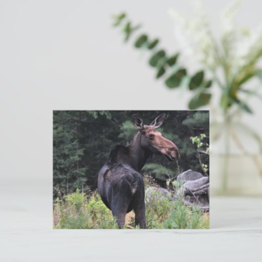 Kuh Moose Postkarte (Stehend Vorderseite)
