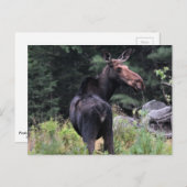 Kuh Moose Postkarte (Vorne/Hinten)