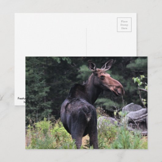 Kuh Moose Postkarte (Vorne/Hinten)