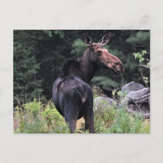 Kuh Moose Postkarte (Vorderseite)