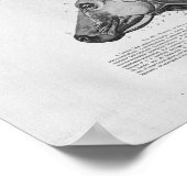 Kuh Muskelanatomie Vintage Druckausgabe Poster (Ecke)