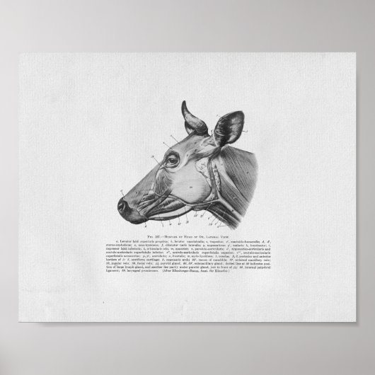 Kuh Muskelanatomie Vintage Druckausgabe Poster (Vorne)