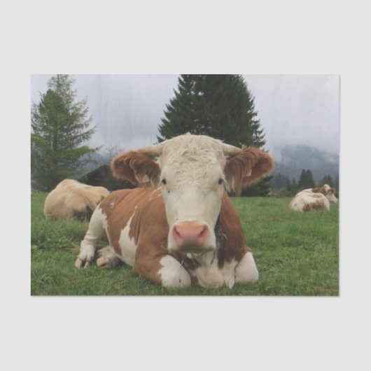 Kuh Nah-Up, Teil 5: Nun, das ist das Leben!! Seidenpapier (Vorderseite)