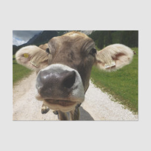 Kuh Nah-Up, Teil 6: Die merkwürdige Kuh-Edition Seidenpapier