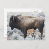 Kuh Nursing Bison Calf, Gelbstein Postkarte (Vorne/Hinten)
