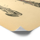 Kuh Ox Foot Leg Anatomie 1908 Vintag drucken Poster (Ecke)