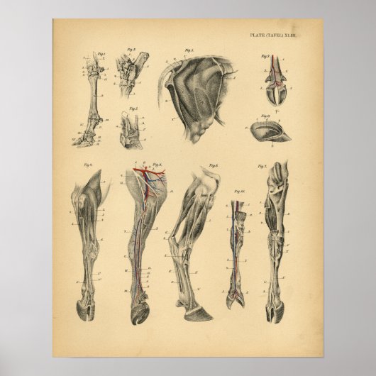 Kuh Ox Foot Leg Anatomie 1908 Vintag drucken Poster (Vorne)