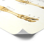 Kuh Ox Rinder Skelettanatomie Poster (Ecke)