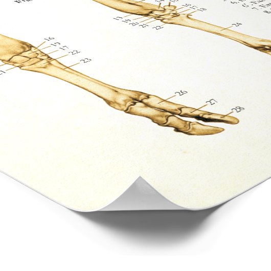 Kuh Ox Rinder Skelettanatomie Poster (Ecke)