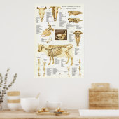 Kuh Ox Rinder Skelettanatomie Poster (Küche)