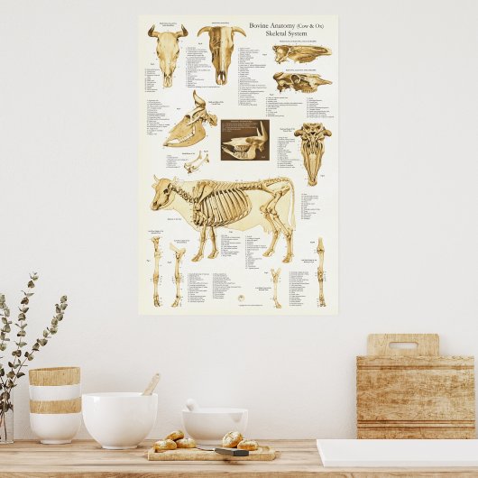 Kuh Ox Rinder Skelettanatomie Poster (Küche)