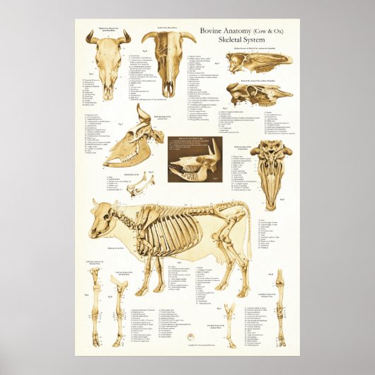 Kuh Ox Rinder Skelettanatomie Poster (Vorne)
