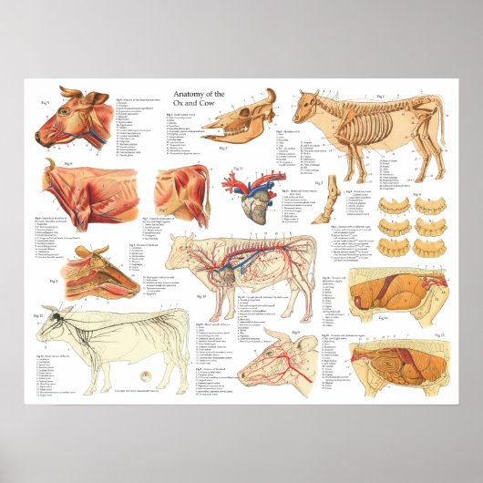 Kuh Ox Rinderanatomie Abbildung 18" X 24" Poster (Vorne)
