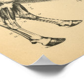 Kuh Ox Skelett Muskelanatomie 1908 Vintag drucken Poster (Ecke)