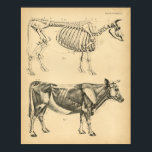 Kuh Ox Skelett Muskelanatomie 1908 Vintag drucken Poster<br><div class="desc">Eine Vintage anatomische Abbildung aus dem Ellenberger Leisering Atlas von Anatomy Volume 1 von 1908. Seitliche Sicht auf das Skelett und die Muskeln des Ochsen.</div>