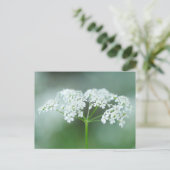 Kuh Parsley Blume Postkarte (Stehend Vorderseite)