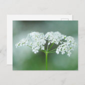 Kuh Parsley Blume Postkarte (Vorne/Hinten)