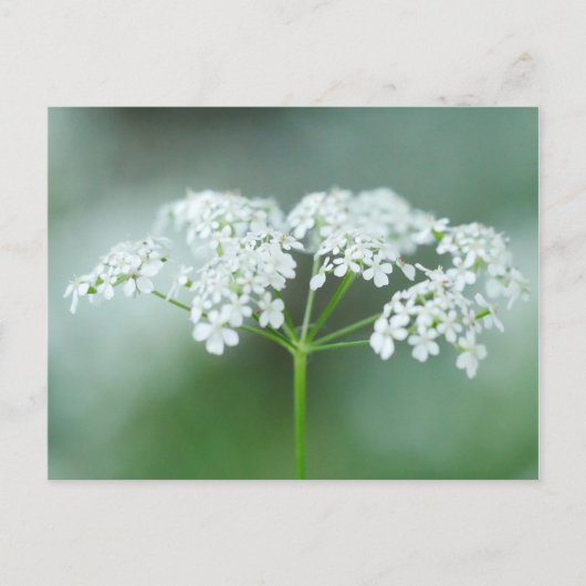 Kuh Parsley Blume Postkarte (Vorderseite)