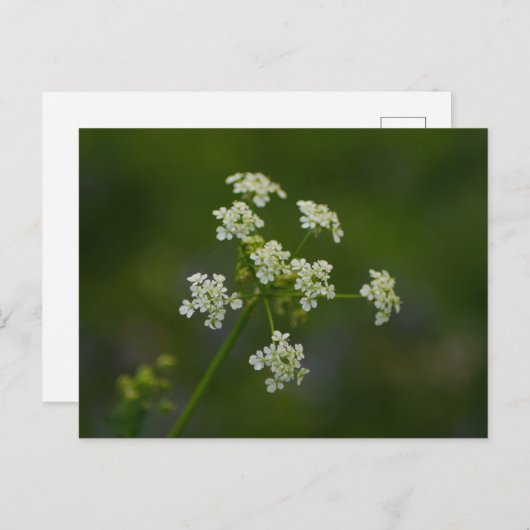 Kuh Parsley Blume Postkarte (Vorne/Hinten)