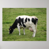 Kuh Poster (Vorne)