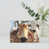 Kuh Postkarte (Stehend Vorderseite)