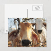 Kuh Postkarte (Vorne/Hinten)