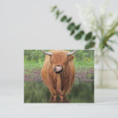 Kuh Postkarte (Stehend Vorderseite)