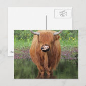 Kuh Postkarte (Vorne/Hinten)