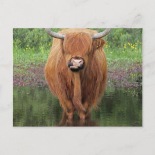 Kuh Postkarte