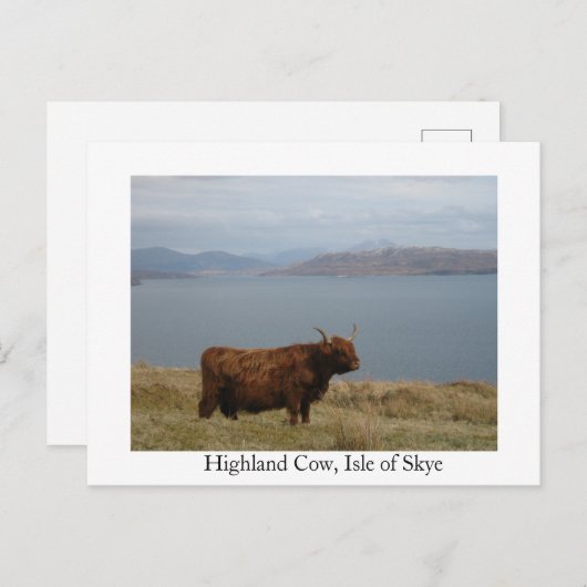 Kuh Postkarte (Vorne/Hinten)