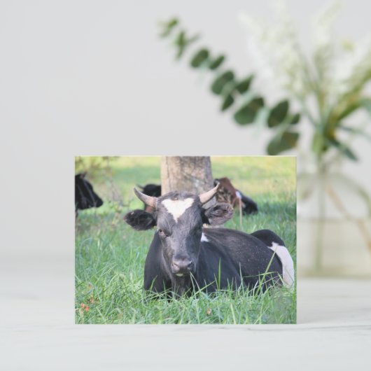 Kuh Postkarte (Stehend Vorderseite)