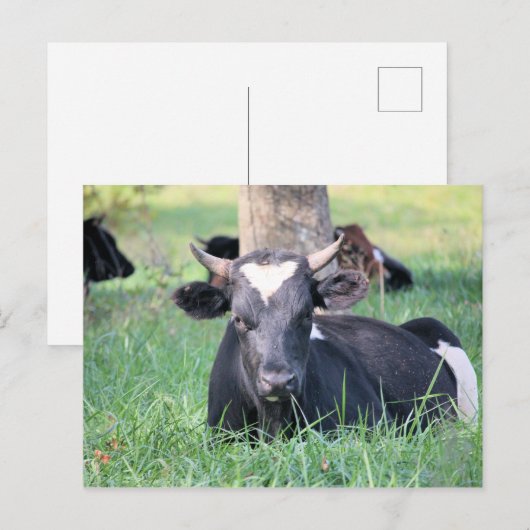 Kuh Postkarte (Vorne/Hinten)