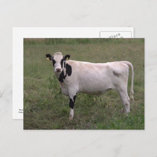 Kuh Postkarte (Vorne/Hinten)