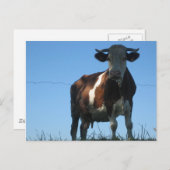 Kuh Postkarte (Vorne/Hinten)
