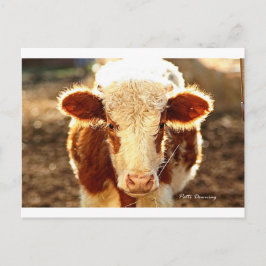 Kuh Postkarte