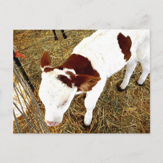 Kuh Postkarte (Vorderseite)