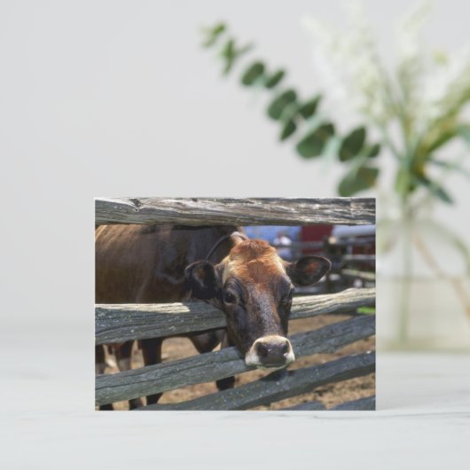 Kuh Postkarte (Stehend Vorderseite)