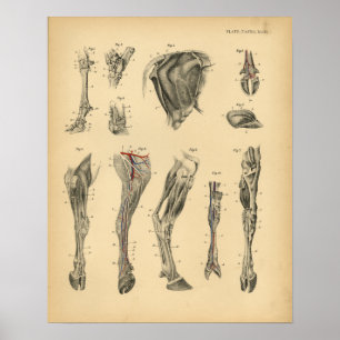 Kuh Rind Fuß Bein Anatomie 1908 Vintage Druck Poster