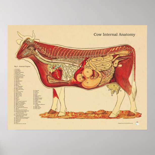 Organe Poster | Zazzle.de