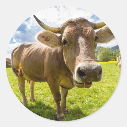 Kuh Runder Aufkleber (Vorderseite)