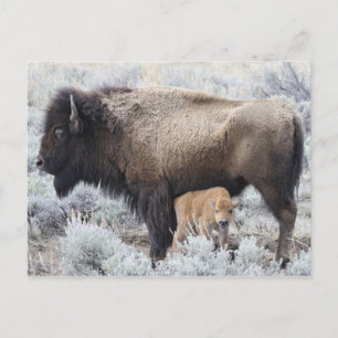 Kuh säugt Bisonkalb, Yellowstone Postkarte
