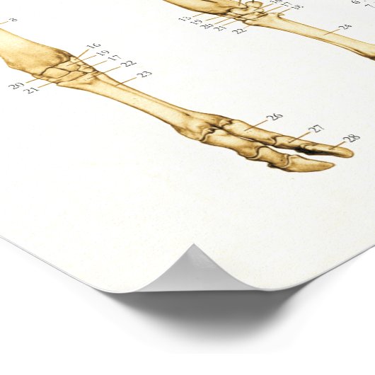 Kuh Skelettanatomie Poster (Ecke)