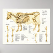 Kuh Skelettanatomie Poster (Vorne)