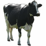 Kuh-Skulptur Freistehende Fotoskulptur<br><div class="desc">Kuh-Skulptur. Niederländische Frisian-Holstein-Milchkuh fotografierte in den Niederlanden. Diese Skulptur ist völlig Custizable! Addieren Sie Ihre eigenen Texte und Bilder! Großes Geschenk zu einem Kuh-Liebhaber und zu einem Sammler der Kuh-Einzelteile. Oder zu einem MolkereiBauern.</div>